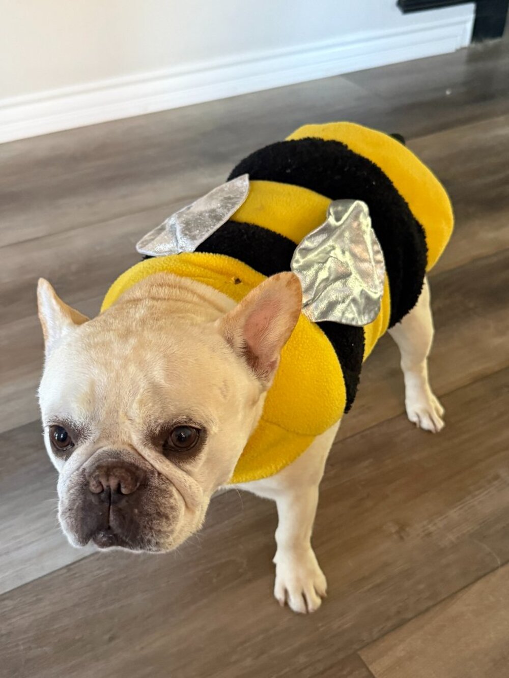 Dog Bee Costume - Medium